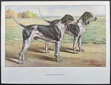 Gascon saintongeois Reproduction couleur 1960 François Castellan