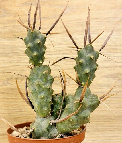 Tephrocactus articulatus - , v
