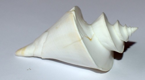 Coquillage turridae - -,