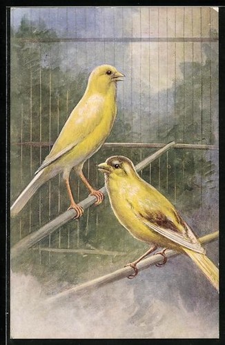 Two yellow birds - birds, an