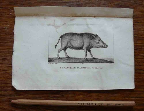 Gravure animalière - , le