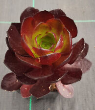 Semponium SURREAL® Vortex /