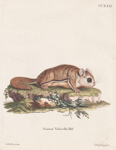 Gleithörnchen écureuil - gleithörnchen,,