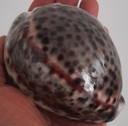 Curiosité taxidermie - curiosité,