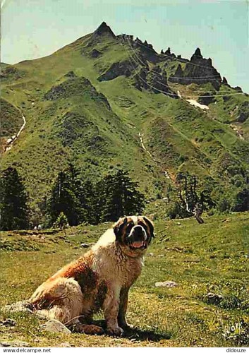 Carte postale animaux - carte,