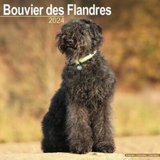 Calendrier 2024 bouvier des - calendrier,