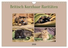 British shorthair raretés - beautés rares (Calendrier mural 2026 DIN A4 horizont