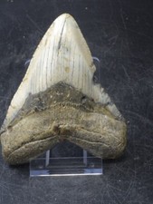 Dent mégalodon fossile - dent, de