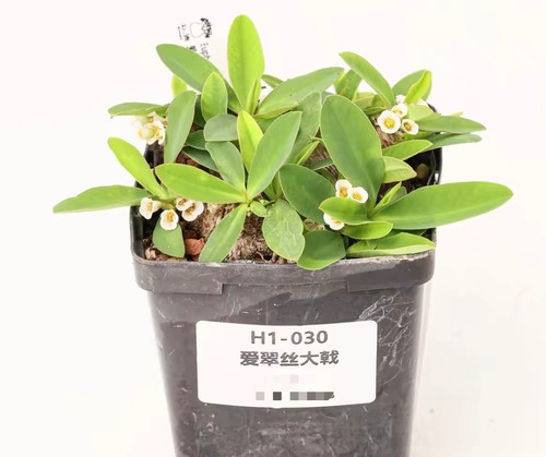 Pot 9cm rare plant - pot,