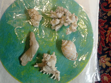 Lot de coquillages, coraux et