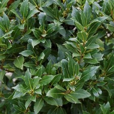 6 Boutures - Laurier-Sauce - Laurus Nobilis - Haie/Aromatique + HORMONE OFFERT