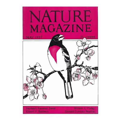 Affiche vintage oiseau - vintage, et