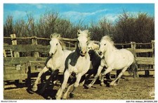 ASHP16-0999-ANIMAUX - DES