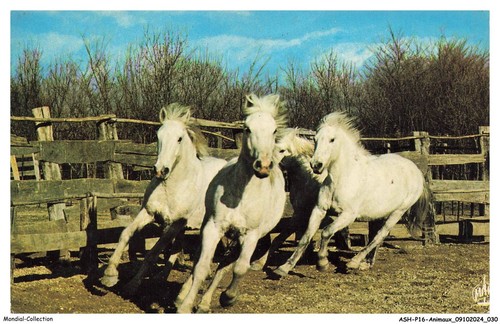 Ashp16 0999 animaux des - ashp16-0999-animaux,
