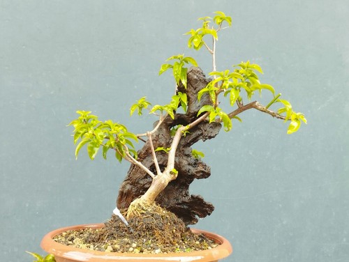 Bonsaï bougainvillier x - 40,