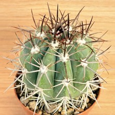 Melocactus pachyacanthus, pot