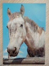 CPSM CPM CARTE POSTALE VINTAGE CAMARGUE TÊTE DE CHEVAL CAMARGUAIS 