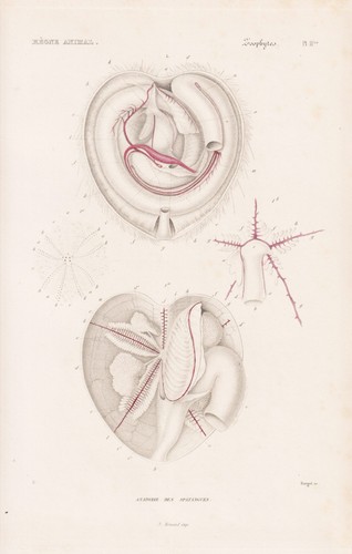 Spatangus anatomie oursin - anatomie,