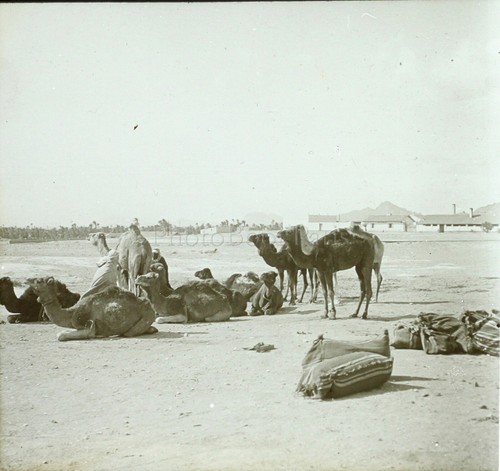 Maghreb chameaux caravane - maghreb,