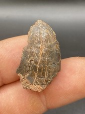 1.12" / 2,9cm - Uncommon