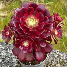 Aeonium medusa rare plant - "medusa",