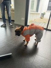 Manteau D’hiver Pour Chien