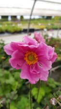 Anemone x 'Konigin Charlotte' / Anémone du Japon rose / Conteneur de 3 à 4 li...