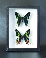 Papillons Chrysiridia rhipheus & Urania leilus -(insecte entomologie taxidermie)