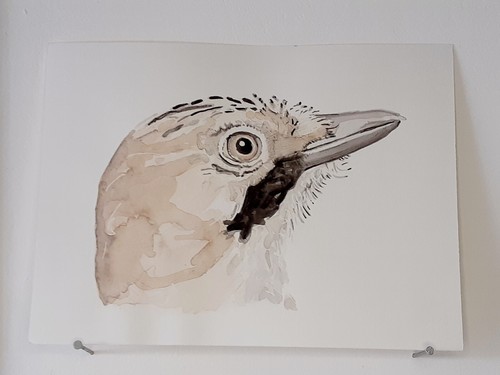 Geai des chênes - , aquarelle