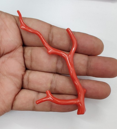 Branche corail mer - de,
