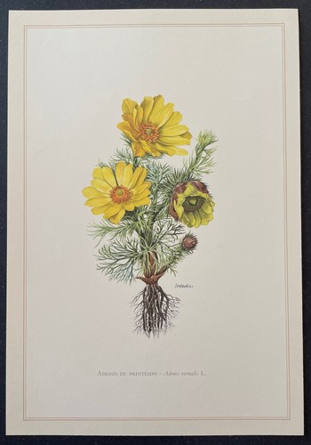 Botanique adonis printemps - adonis,