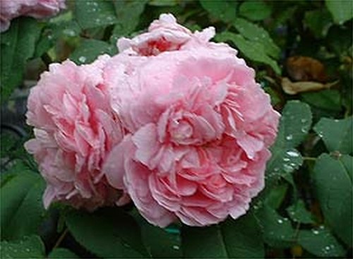 Rosier jacques cartier - rosier,