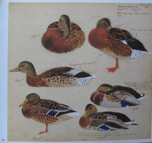 Beau tunique tunnicliffe - beau,