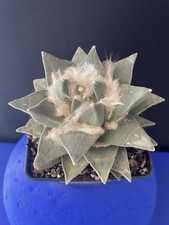 RARITY Old Cactus Ariocarpus Retusus Seedling NO GRAFTED 20 Years 13Cm Big Caude