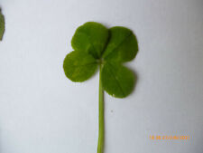 Véritable Trèfle à 4 feuilles, porte bonheur !