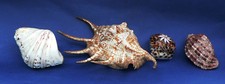 Lot de 4 coquillages : astrée, harpa major, cypraea, bénitier