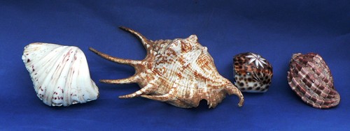 Lot coquillages - de,