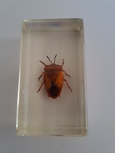 Vintage joli insecte résine - joli,