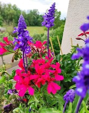 5 GRAINES DE GERANIUM LIERRE