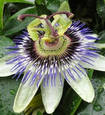 12 GRAINES DE PASSIFLORE BLEUE (FRUIT DE LA PASSION) VIVACE BIO