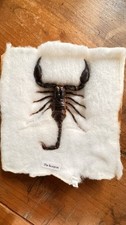 Taxidermie:  un Scorpion et