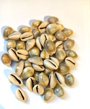 LOT de 50 coquillages "Cauris"