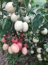 25 graines de tomate Oeuf rose de Thaïlande , non traitée