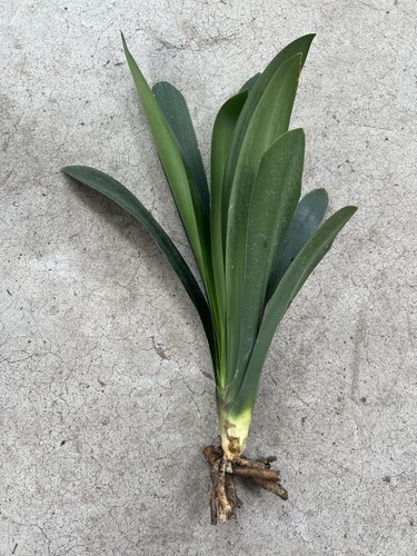 Clivia miniata bush lily - bush,