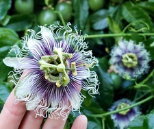 PASSIFLORA EDULIS, 10 GRAINES SÉLECTIONNÉES "PASSION FLEUR" + CADEAU