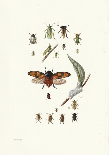 Planche histoire naturelle - planche, 20