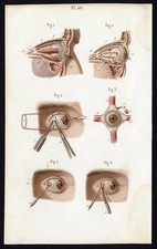 Cabinet de curiosité planche