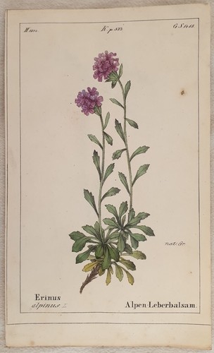 Erinus alpinus erino - erinus,