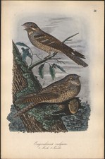 1860 lithographie aquarellée - lithographie,