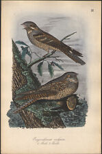 1860 Lithographie aquarellée Engoulevent d'Europe oiseau Ornithologie